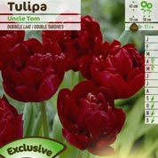 Tulipe double tardive 'Uncle Tom'